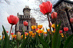 The Empire-style Gridley Building rises behind Spring tulips in Clinton Square